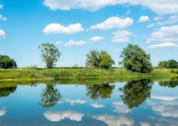 mandrillart-river-elbe-5383660_640