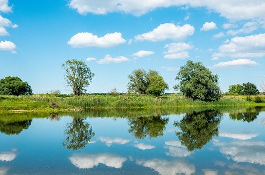 mandrillart-river-elbe-5383660_640