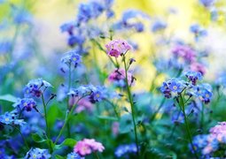 mariya_m-forget-me-not-5143015_640