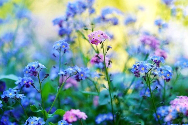 mariya_m-forget-me-not-5143015_640