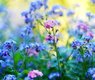 mariya_m-forget-me-not-5143015_640