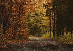 michael_pointner-trees-9424194_640