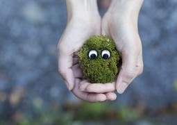 moss-ecology-environment-protection-fe6ec3fe4718cc56f2d62b9e20735e77