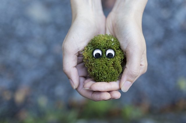 moss-ecology-environment-protection-fe6ec3fe4718cc56f2d62b9e20735e77