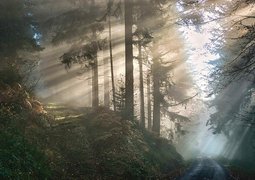 nordseher-forest-6862143_640