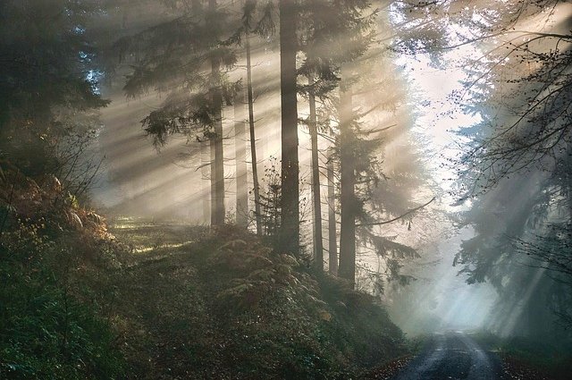nordseher-forest-6862143_640