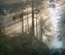 nordseher-forest-6862143_640
