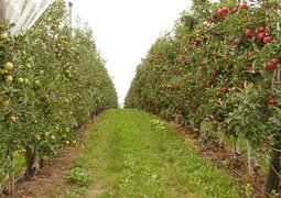 orchard-61007_640