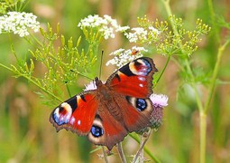 peacock-butterfly-1526939_640.jpg