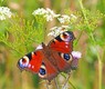 peacock-butterfly-1526939_640.jpg