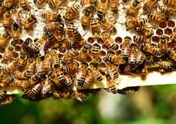 pollydot-honey-bees-401238_640