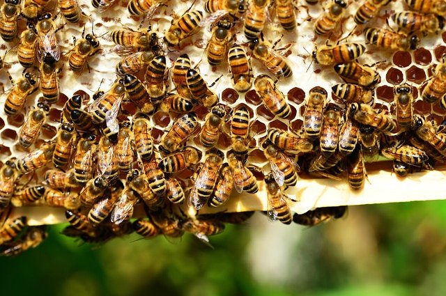 pollydot-honey-bees-401238_640