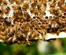 pollydot-honey-bees-401238_640