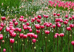 publicdomainpictures-flowers-2703_640