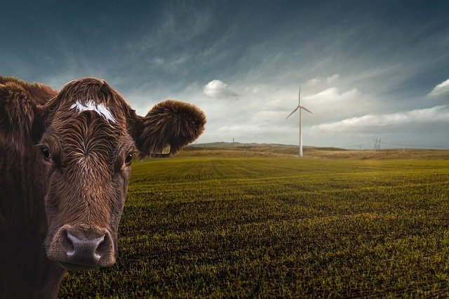 renewable-energy-4176010_640.jpg