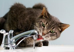 rfotostock-cat-7448524_640