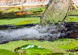 ri_ya-pond-7492377_640