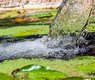 ri_ya-pond-7492377_640