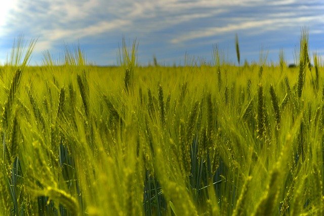 rye-g55501b62e_640