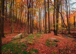 seaq68-nature-6816877_640