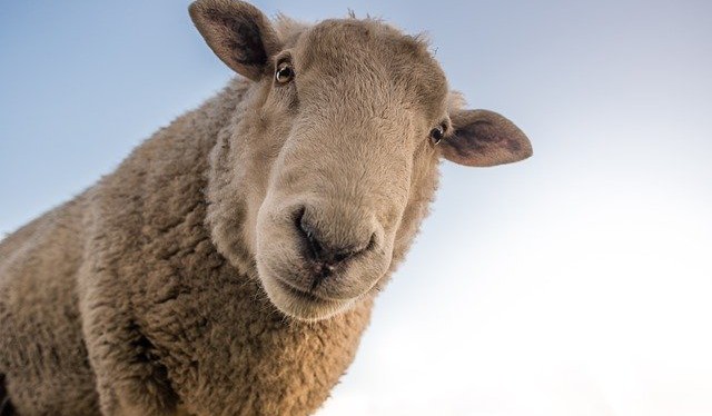 sheep-1822137_640.jpg