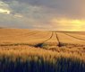 shogun-nature-5168551_640