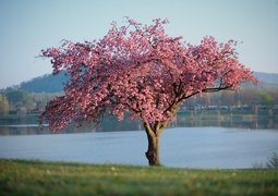 shogun-nature-7152461_640