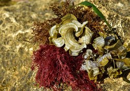 ulleo-algae-3629075_640