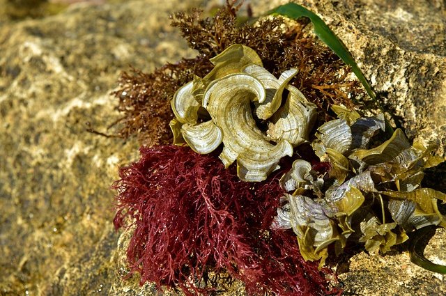 ulleo-algae-3629075_640
