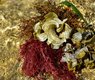 ulleo-algae-3629075_640