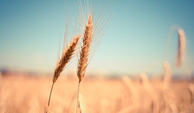 wheat-865152_640.jpg