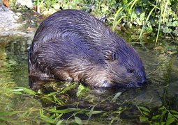 wildfaces-beaver-1352439_640