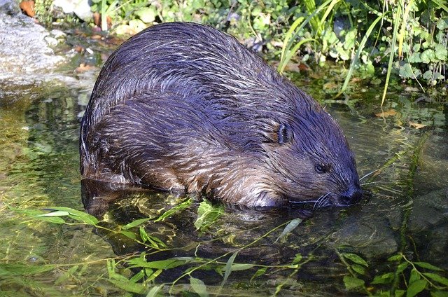 wildfaces-beaver-1352439_640