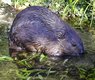 wildfaces-beaver-1352439_640