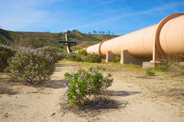 wildflowers-and-pipeline