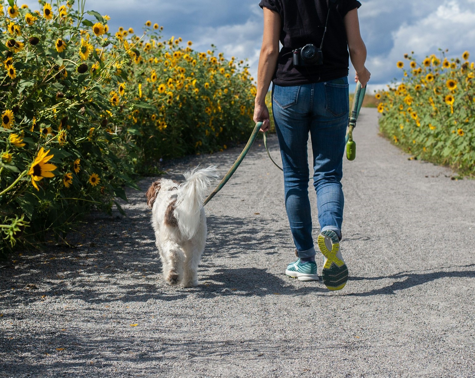 Psi Szlak w Międzylesiu