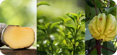 Natural ingredients used in NUVIA