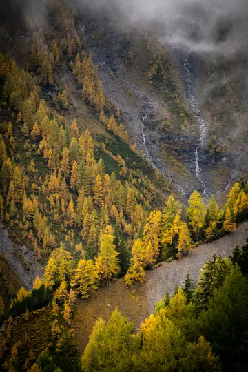 A steep mountain slope in autumn, covered with vibrant golden-yellow trees and dark green patches, under a misty sky. Thin…