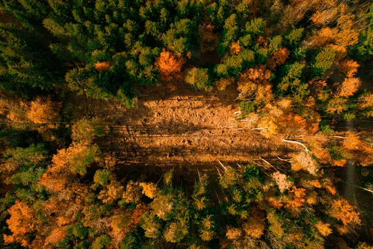 Una vista aérea de un bosque otoñal, que muestra un camino despejado a través de una mezcla de árboles verdes y naranjas bajo