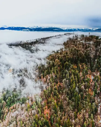 An aerial view shows a dense forest on a hillside, with white mist swirling through the trees and a range of snow-capped…