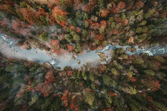 Eine Luftaufnahme zeigt einen hellblauen Fluss, der sich durch einen dichten Wald mit Bäumen schlängelt, die grüne, orange