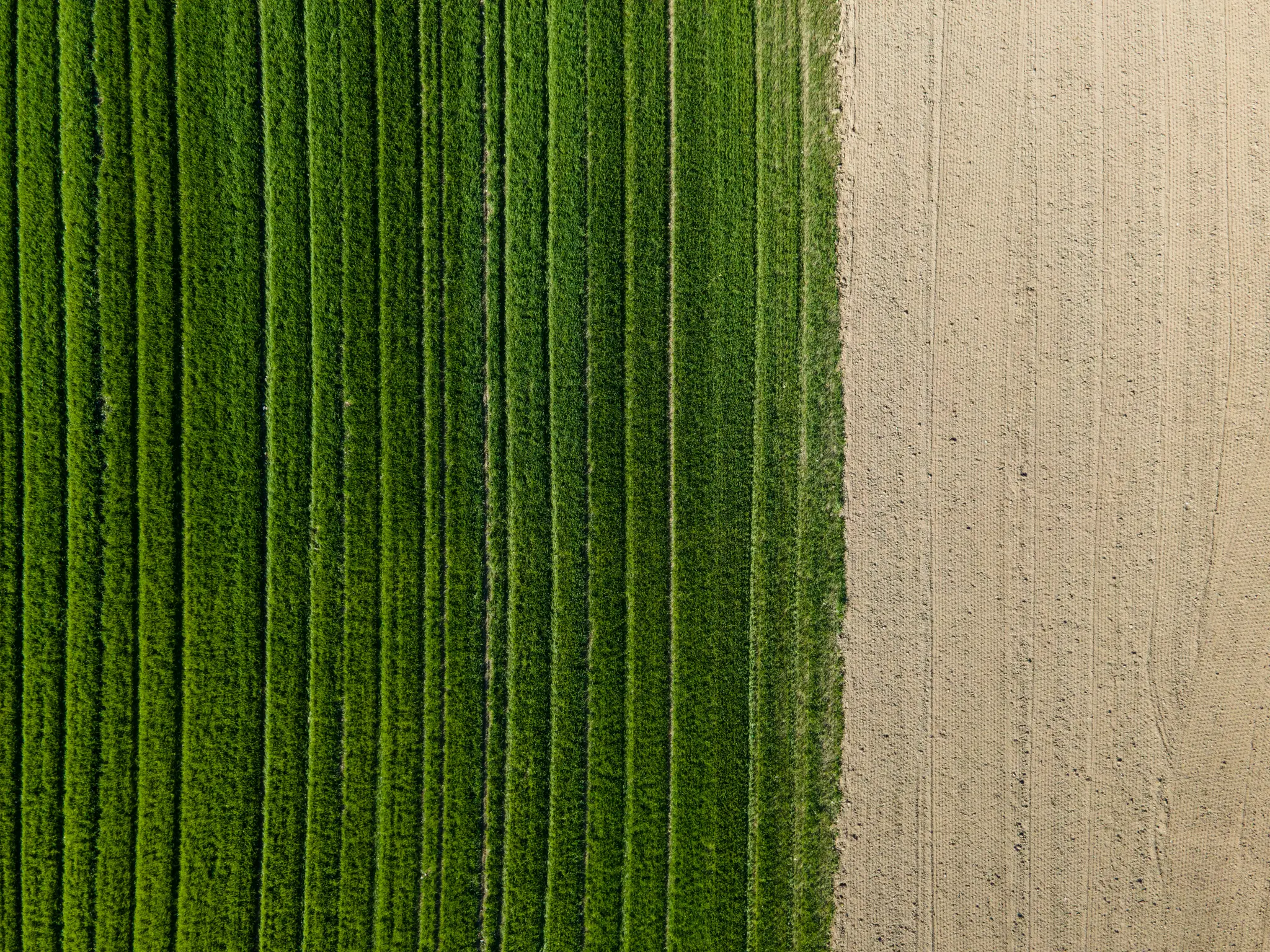 Ett fält, sett uppifrån, vertikalt uppdelat mellan levande gröna, randiga grödor och ljusbrun, plöjd jord.