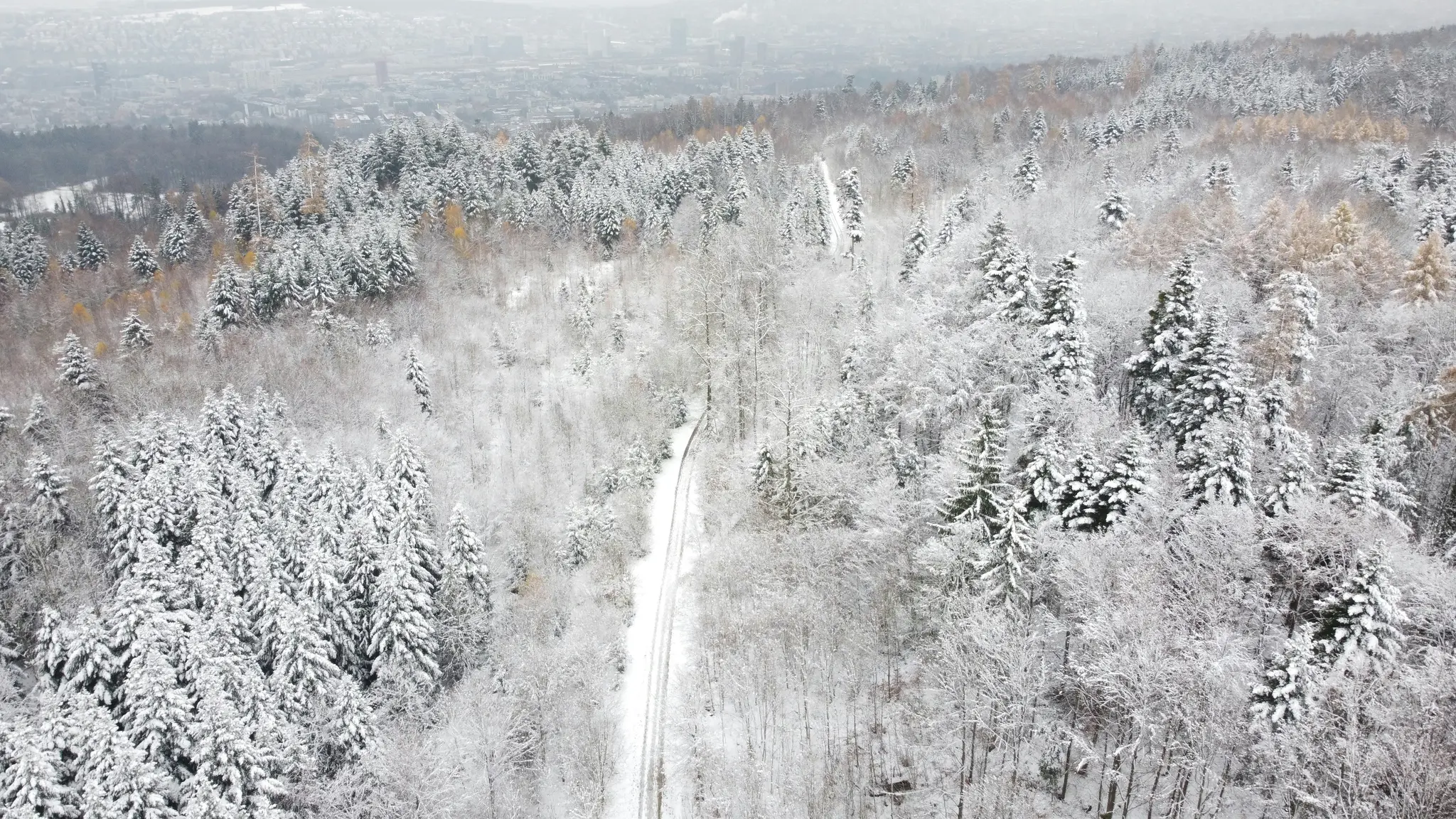 Una vista aérea de un denso bosque cubierto de nieve fresca, con un camino estrecho y nevado serpenteando entre los árboles.