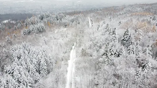 Una vista aérea de un denso bosque cubierto de nieve fresca, con un camino estrecho y nevado serpenteando entre los árboles.