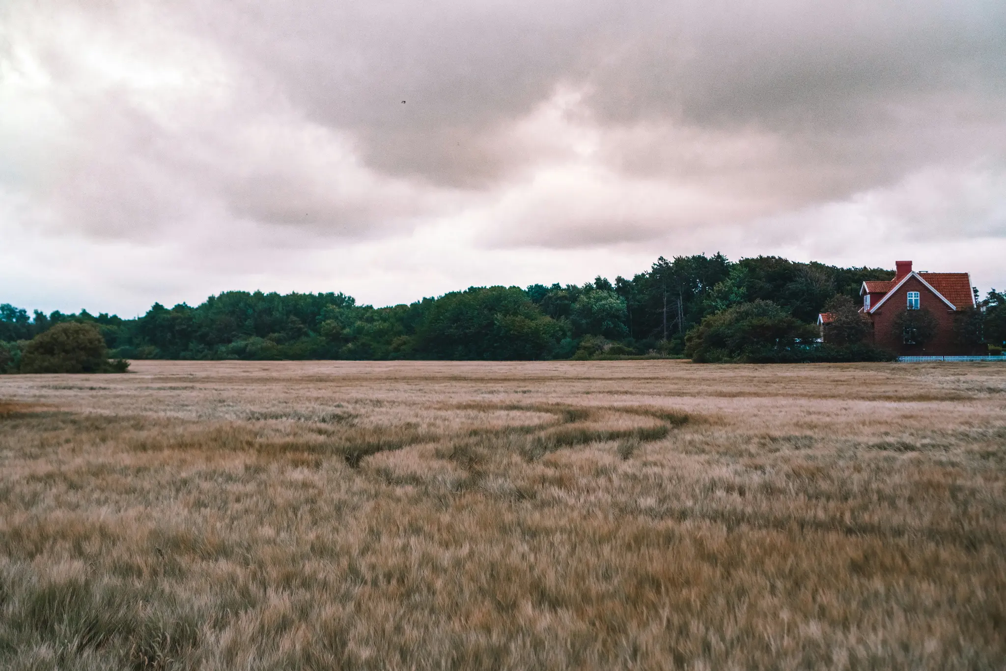 Ett brett landskapsfoto visar ett fält med gyllenbrunt gräs med en slingrande stig, en tät skog och ett hus med rött tak…