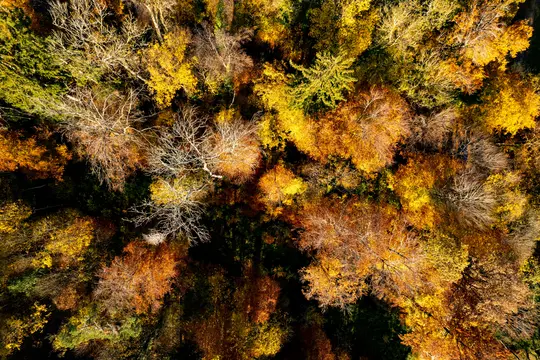 An aerial view of a dense forest in autumn, showing a vibrant tapestry of yellow, orange, and green tree canopies.