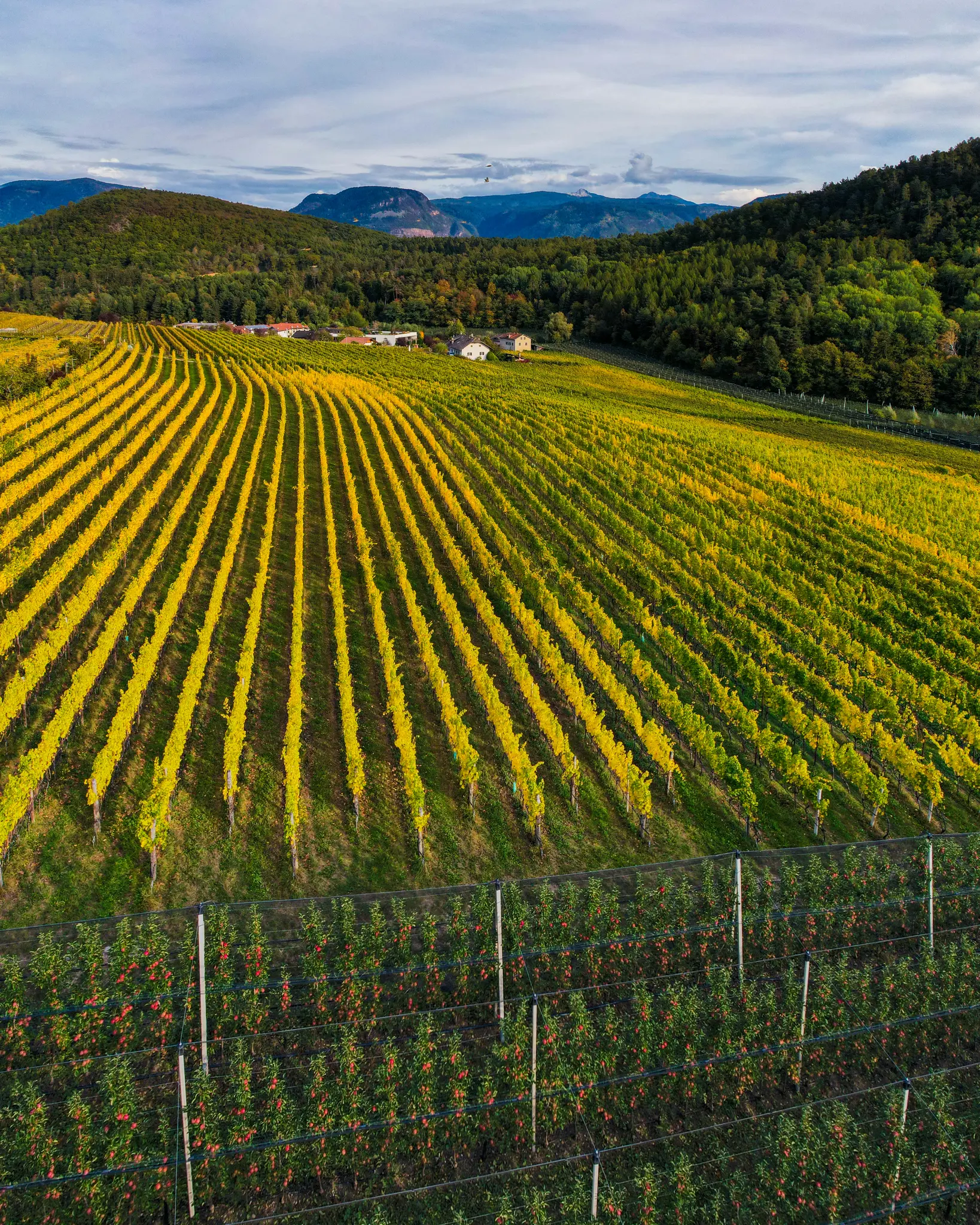 Aerial view of a vibrant autumn vineyard with yellow rows, an orchard with red apples, green hills, and mountains.