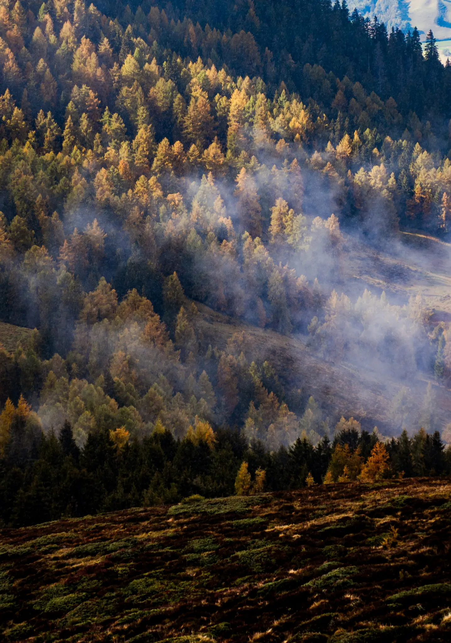 A hillside covered in a dense forest with trees showing autumn colors of yellow, orange, and green. Mist drifts through the…