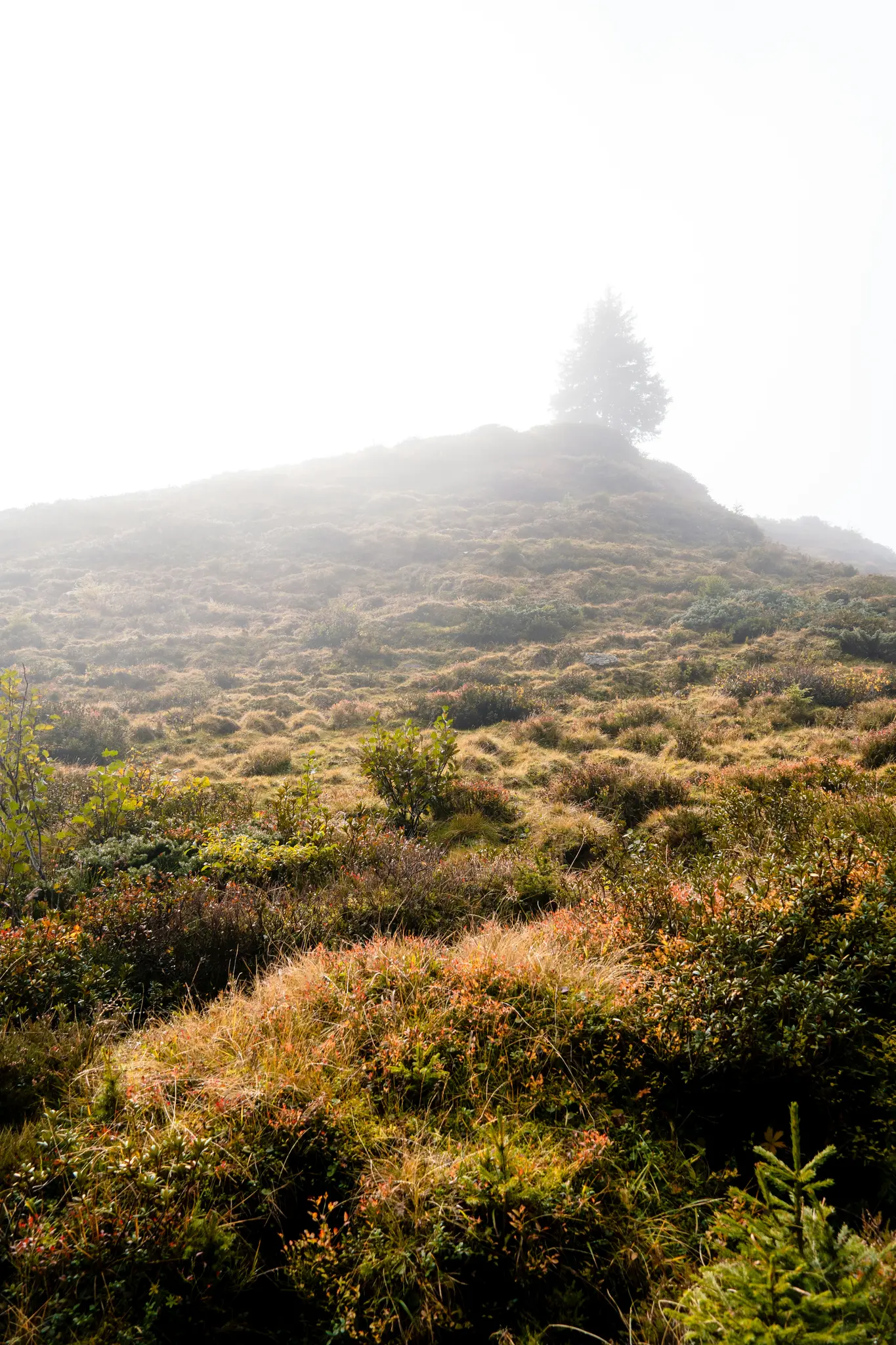 A misty landscape showing a hillside covered in green, brown, and orange grasses and low-lying bushes. A single tree stands…
