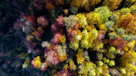 An aerial shot looking down on a dense forest with trees in various shades of autumn colors, including yellow, red, and…